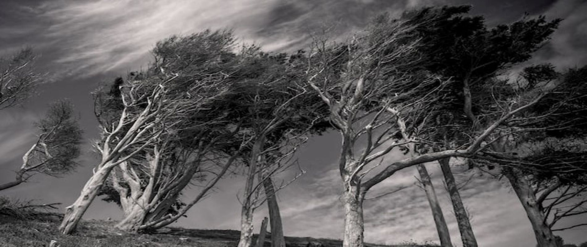 Destructive high winds rip across landscape post Typhoon. Natural Disaster.