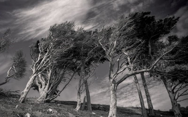 Destructive high winds rip across landscape post Typhoon. Natural Disaster.