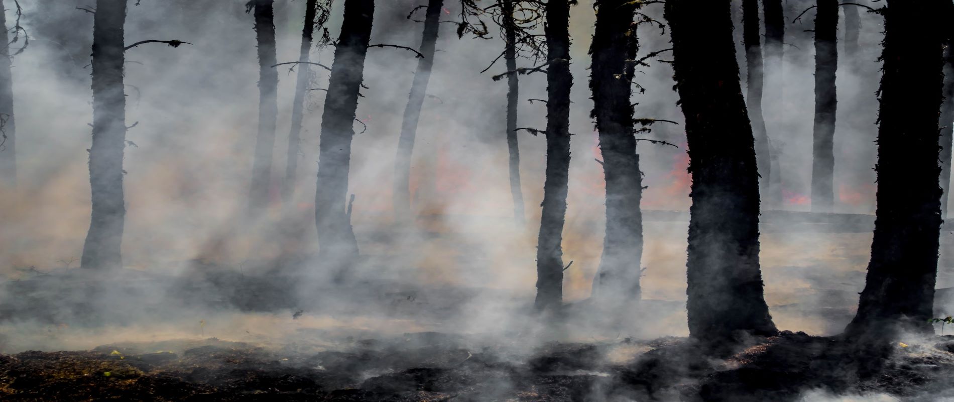 Natural Disaster Wildfire Firestorm. Left smoldering forest in its wake.. 